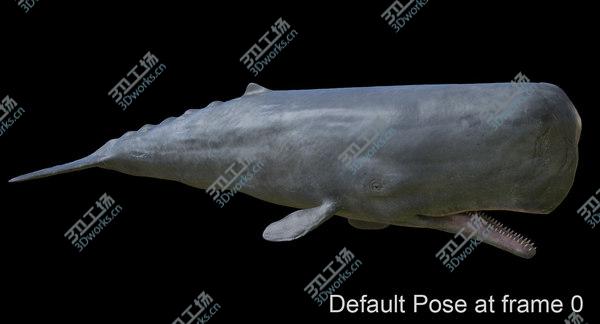 images/goods_img/20210312/Sperm Whale Male Rigged/2.jpg
